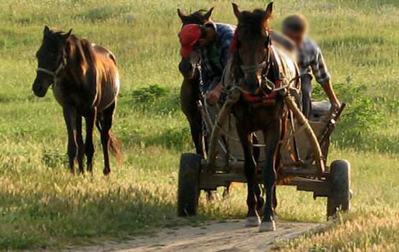 Răzbunare rurală după o ceartă banală. Un tânăr și-a legat calul de ușa unei fete ...și i-a dat bice!