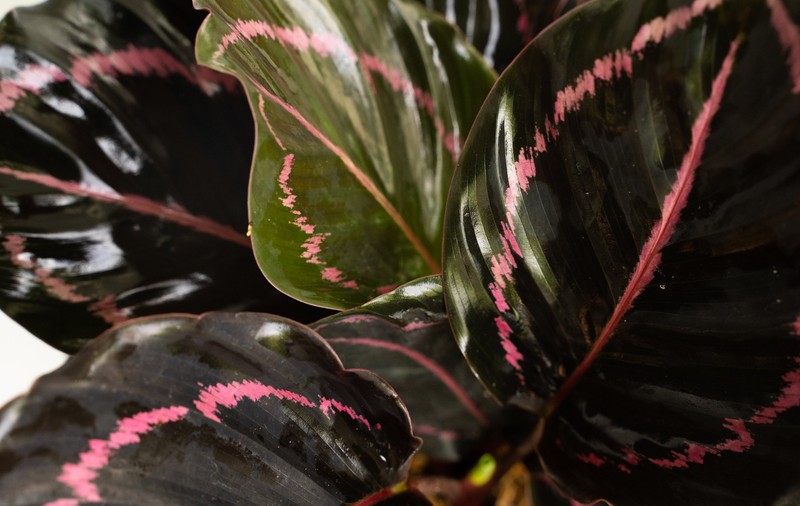Calathea - plantare, îngrijire. Cum să o crești la tine acasă