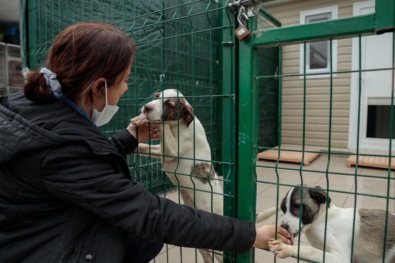Save the Dogs dispune de o clinică veterinară modernă