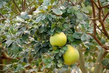 Copacul de pomelo