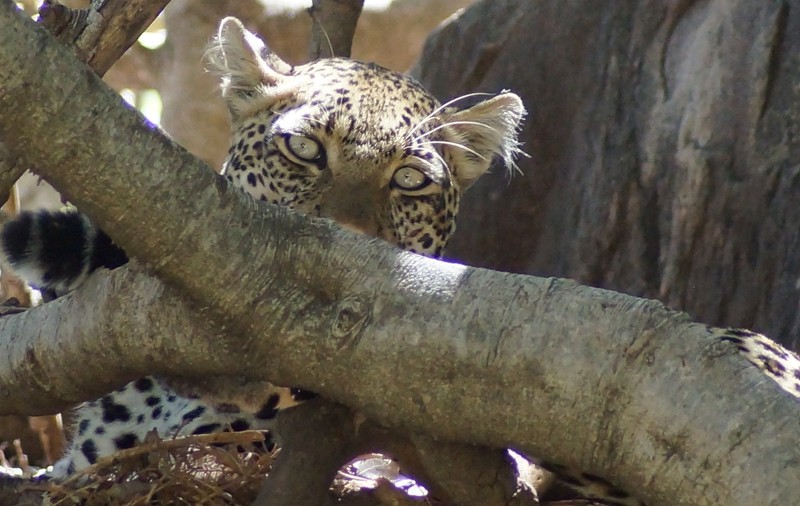 S-a lansat programul turistic “Destinația anului 2024 - Magica Africa – Safari, plaje, cultură”