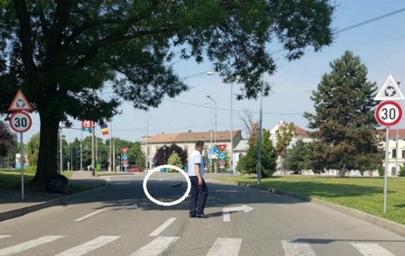 FOTO/ Un polițist de la circulație din Oradea a oprit traficul pentru o rață și bobocii ei
