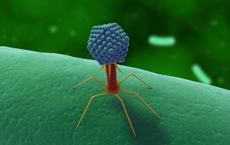 Peste 70.000 de virusuri sunt în microbiomul din intestinul uman. Efectele asupra organismului, necunoscute