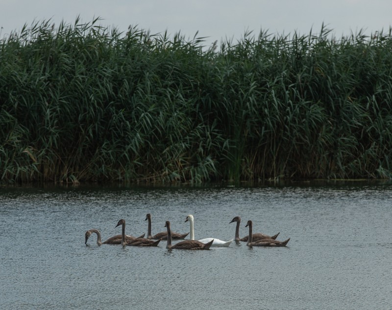 Recensământul cormoranilor. Am numărat prădătorii de pește de pe bălțile deținute de fiica ministrului agriculturii: „Au fost doi, dar au fugit”