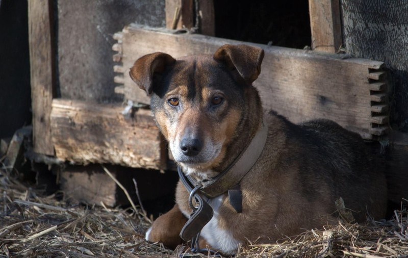 Câinii nu vor mai putea fi ținuți în lanț. Care sunt noile reguli în UE, adoptate de Parlamentul European