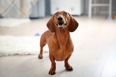 Rase de câini mici - Dachshund