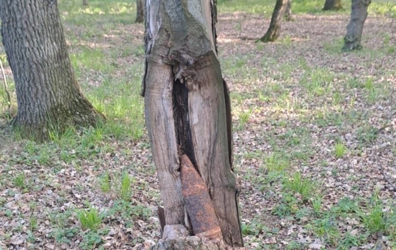 Un obuz a fost găsit într-o scorbură, la Galați, lângă oamenii care veniseră la picnic în ziua de Paște