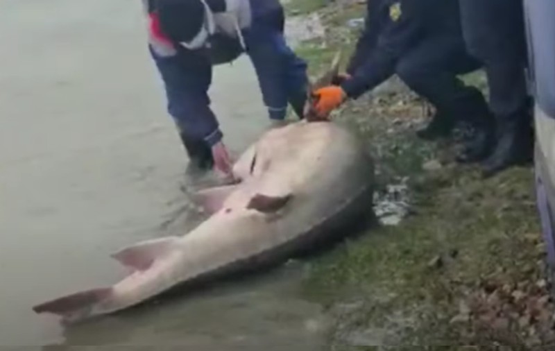 Un morun de 140 de kilograme, prins de pescari, a fost eliberat în Dunăre de polițiștii tulceni