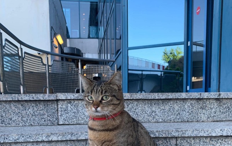 A dispărut Vasi, pisica-mascotă a Aeroportului Otopeni. Angajații fac apel la populație pentru a o găsi
