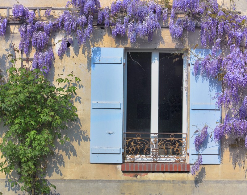 Ce plante căţărătoare poţi creşte în grădina ta