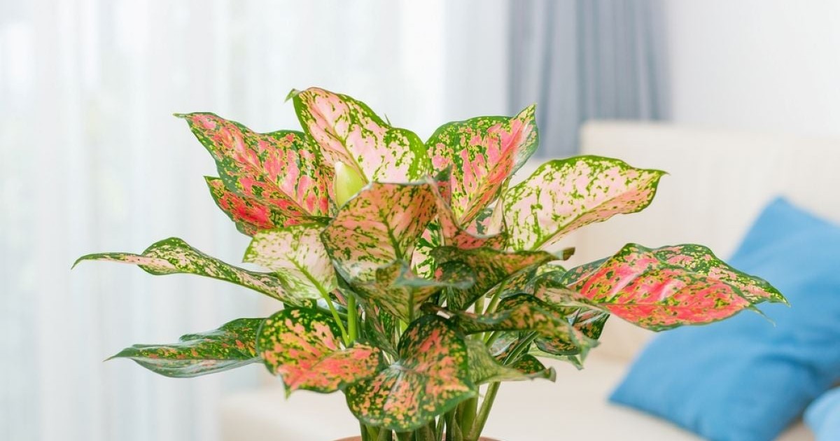 Aglaonema, planta întunericului: îngrijire și înmulțire