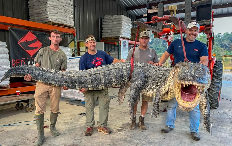 „Un monstru”. Vânătorii au capturat un aligator de peste 4 metri și 364 de kilograme, în Mississippi