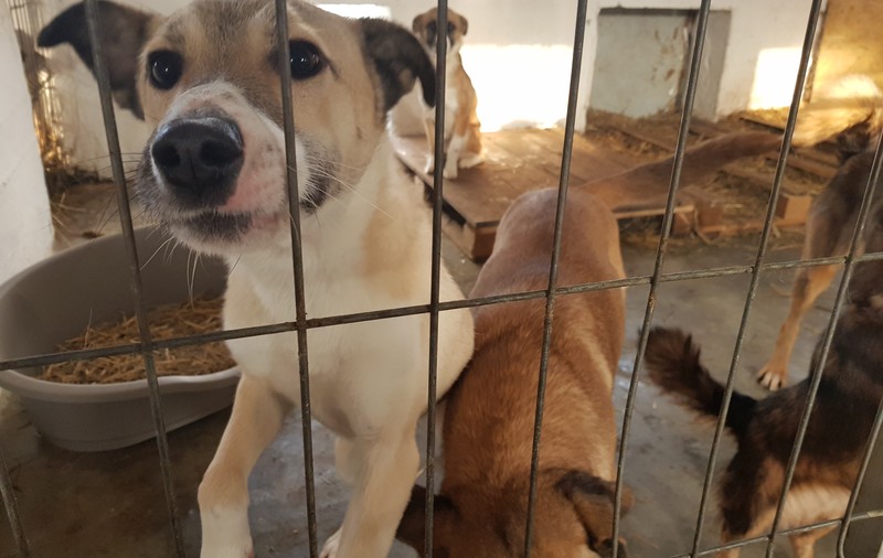Peste 10 câini ajung zilnic în adăposturile ASPA, cei mai mulți din cauza abandonului. Mesajul iubitorilor de animale: ”Adoptă, nu cumpăra!”