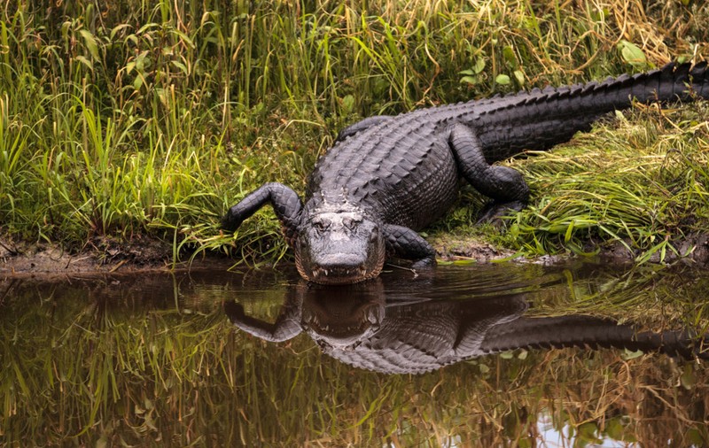 Copil găsit mort în gura unui aligator în Florida, aruncat intenționat în lac de tatăl său