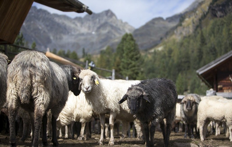 Cămașă de zale pentru oi, soluția bizară a unui austriac împotriva lupilor: cum funcționează invenția de 60.000 de euro