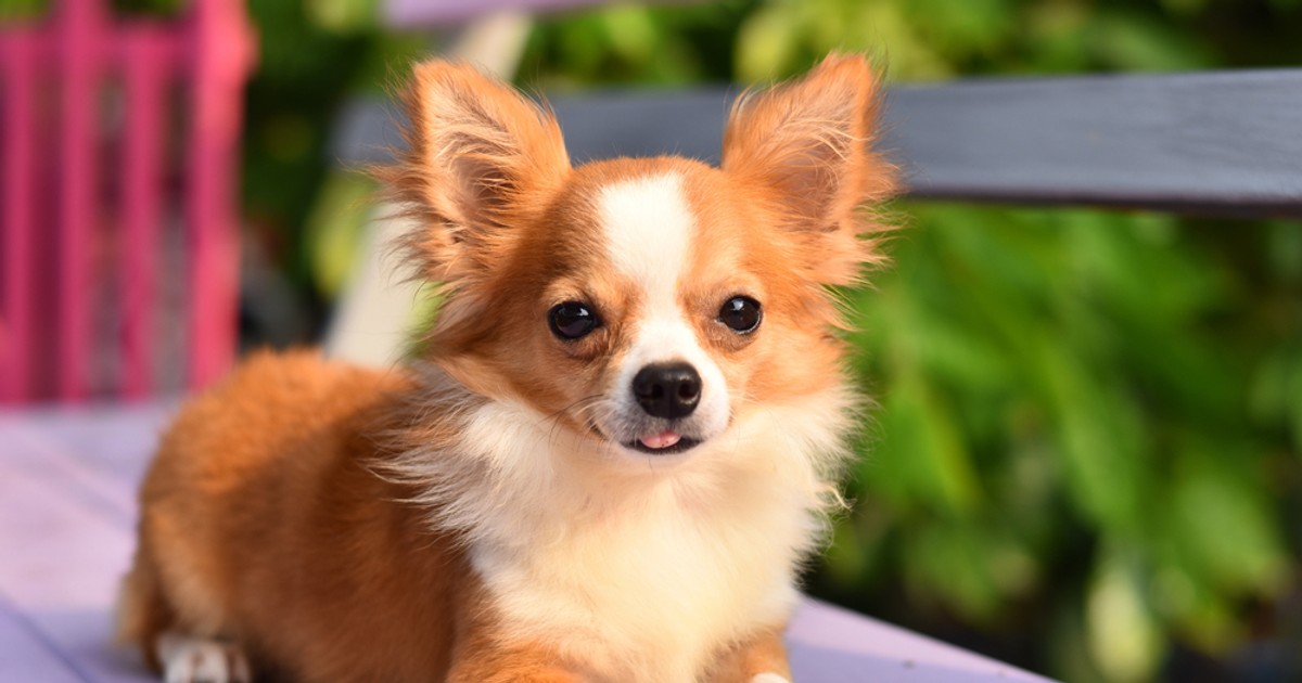 Chihuahua - Personalitate și caracteristici. Cum se dresează cel mai mic câine din lume