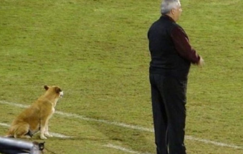 Un antrenor de la o echipă de fotbal din Paraguay are ca ”secund” un câine!