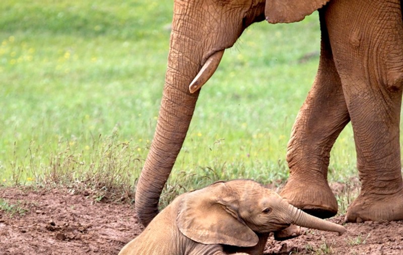 CLIPELE DRAMATICE care au emoţionat milioane de oameni. Reuşeşte mama-elefant să îşi salveze puiul? | FOTO EMOŢIONANT