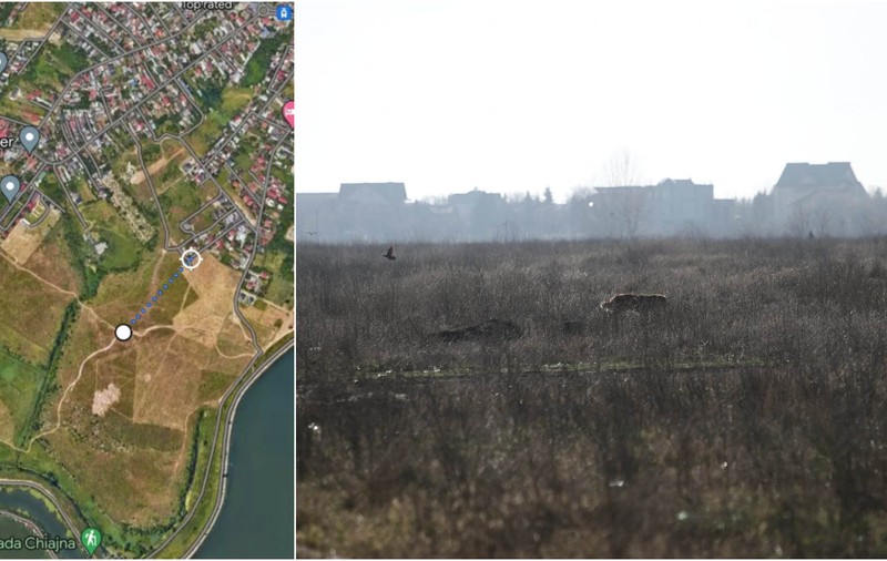 Locul exact unde a fost atacată și ucisă de câini femeia care alerga în apropiere de Lacul Morii