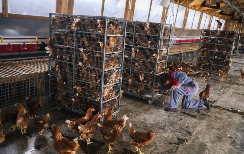 România cere Comisiei Europene, prin vocea ministrului Agriculturii, suspendarea importurilor de ouă și pui din Ucraina