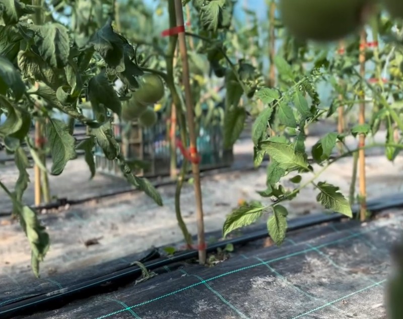 Ce a pățit Dragoș Bucur cu castraveții și roșiile plantate în solar. De dimineață a început munca în grădină: „Este foarte frumos”