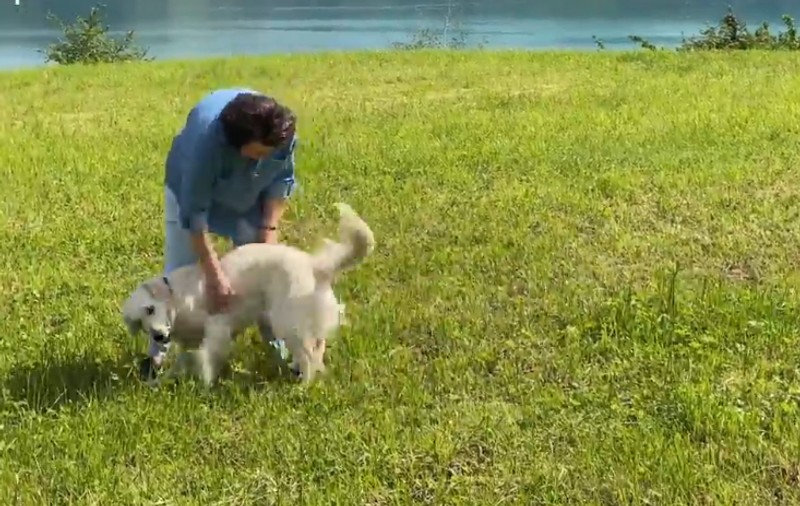 Îngerul Eileen. Un Golden Retriever și-a readus stăpânul la viață, după ce acesta nu s-a mai trezit după operație