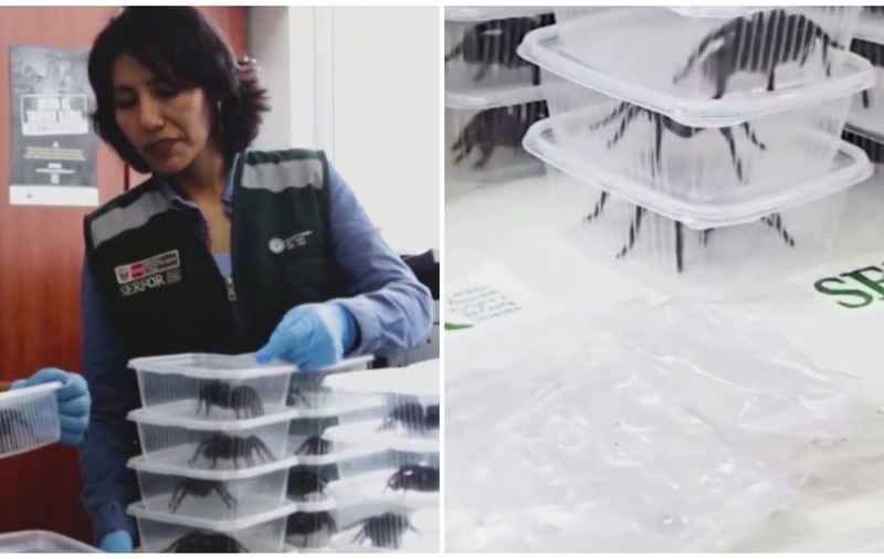 Un bărbat a fost prins cu sute de tarantule legate de corp, pe aeroportul din Peru | VIDEO