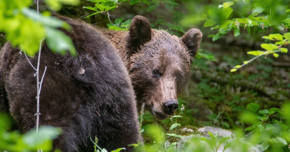 Un urs brun privește privind înapoi spre fotograf, iar în jurul lui se vede multă vegetație