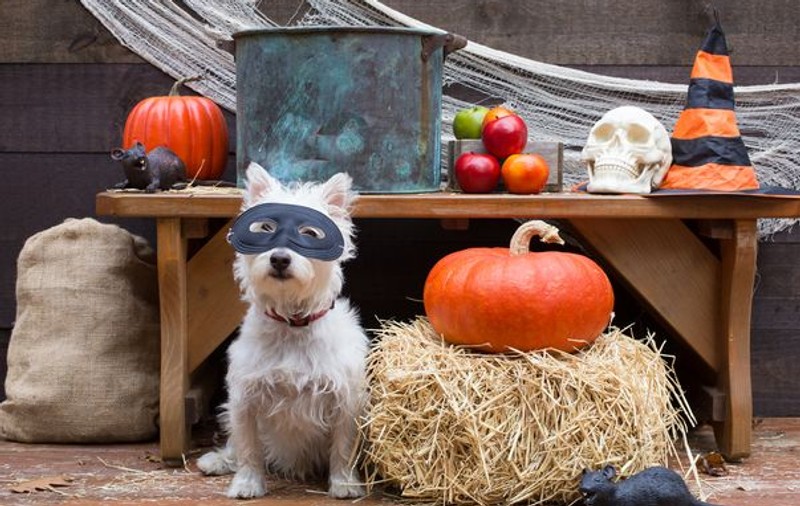 Halloween la tine acasă: cum pregăteşti o petrecere de groază