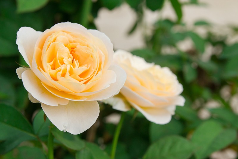 Rosa Graham Thomas, trandafiri de plantat în grădină pentru dulceață