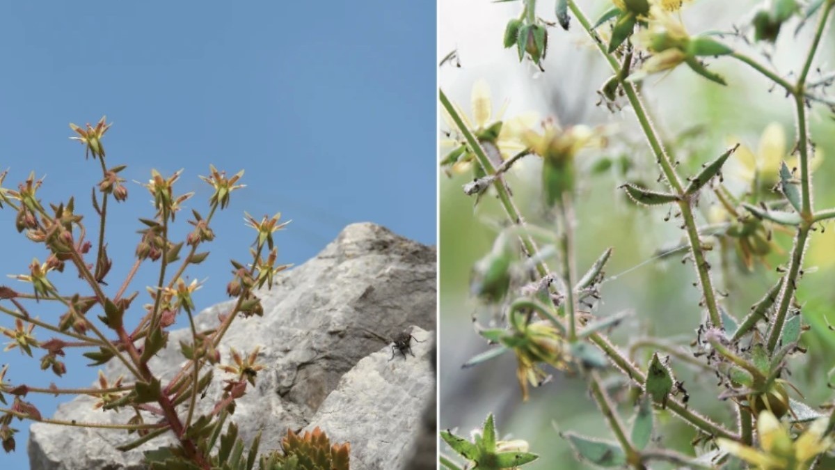 Teoria lui Darwin despre o plantă carnivoră a fost confirmată după 150 de ani. Sursă foto: nature.com.