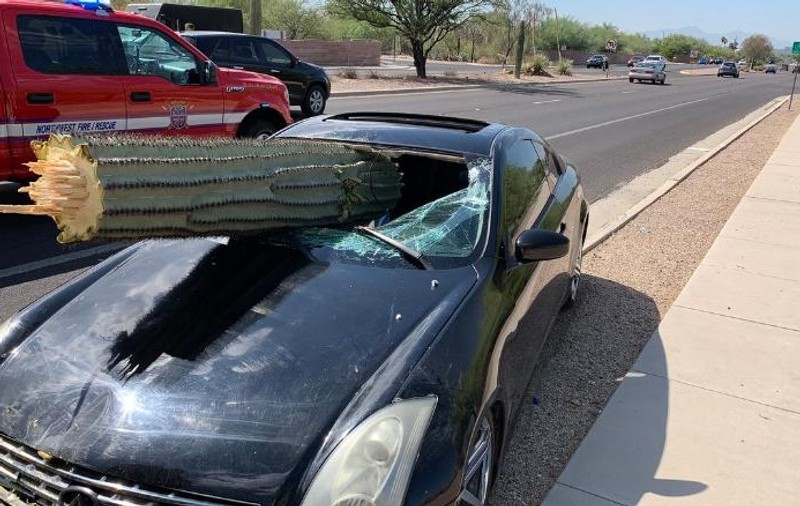 Un șofer beat a scăpat cu viață după ce un cactus uriaș i-a trecut prin parbriz