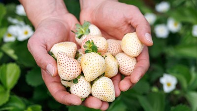 Un fermier din Timiș a aclimatizat fructul de lux care se vinde cu 30 de dolari bucata în Japonia. Cât costă „bijuteriile” albe în România