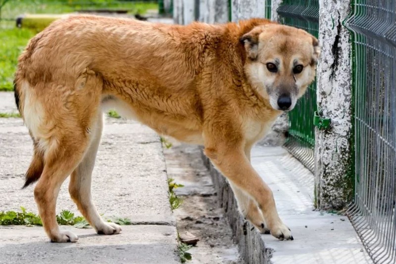 Cleo are 5 ani și se află in centrul ASPA Bragadiru din noiembrie 2017. Este unul dintre cățeii care pot fi adoptați / Foto: ASPA