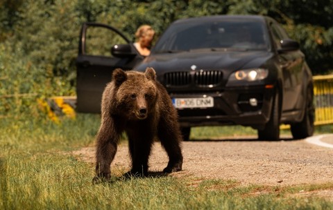 Momente de panică în Câmpina, după ce un urs a fost văzut în apropierea unui centru comercial. Localnicii au primit RO-Alert