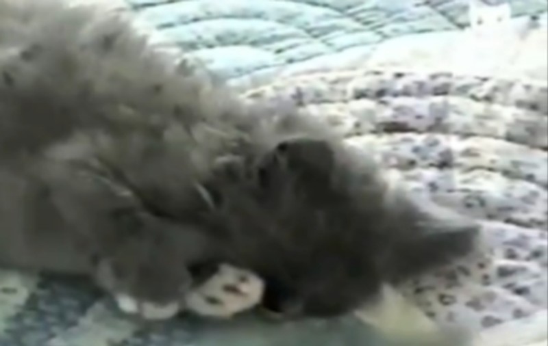 CAZ RAR ÎN LUMEA ANIMAELELOR! Uite pe cine iubeşte pisica | VIDEO