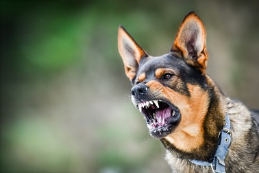 Ciobănesc&nbsp;german.&nbsp;Imagine&nbsp;ilustrativă. Foto Shutterstock