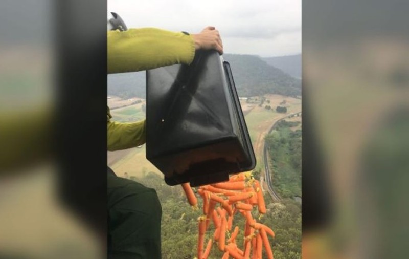 Motivul pentru care guvernul australian aruncă legume din elicopter în zonele devastate de incendii