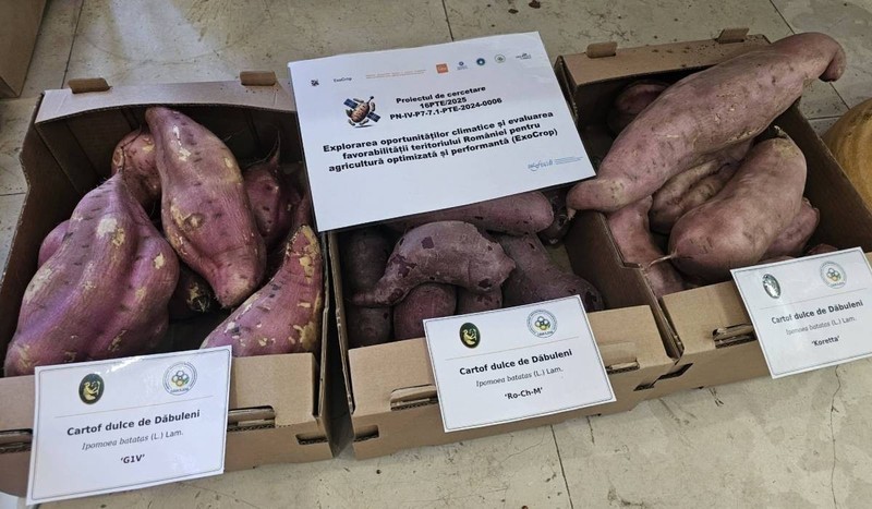 Mai multe varietăți de cartof dulce cultivate la Dăbuleni, prezentate de cercetătorii stațiunii. Sursă foto: Stațiunea de Cercetare pentru Cultura Plantelor pe Nisipuri Dăbuleni / Facebook