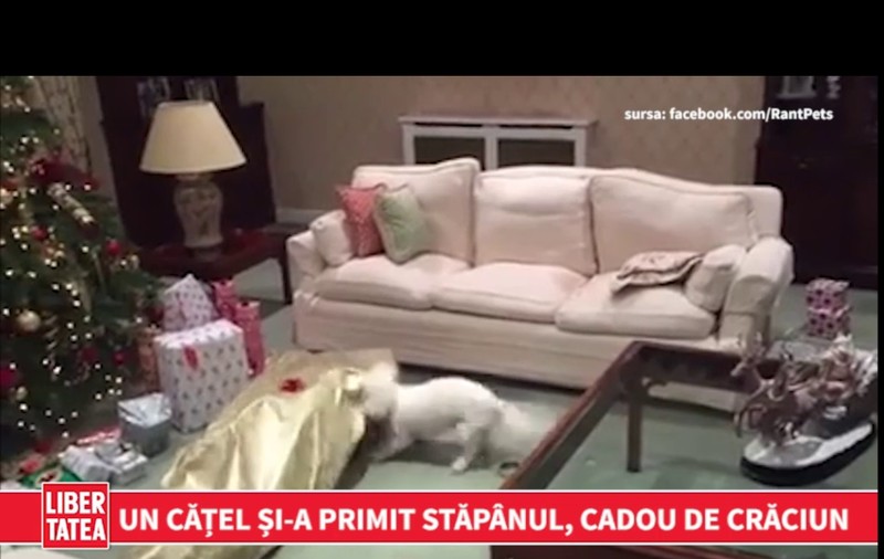 UN CĂȚEL ȘI-A PRIMIT STĂPÂNUL CADOU DE CRĂCIUN | VIDEO