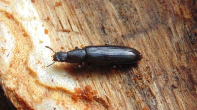 GANDAC BOROS SCHNEIDERI CERNOBIL