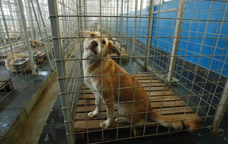 Undă verde pentru adopţii de câini la Mihăileşti!