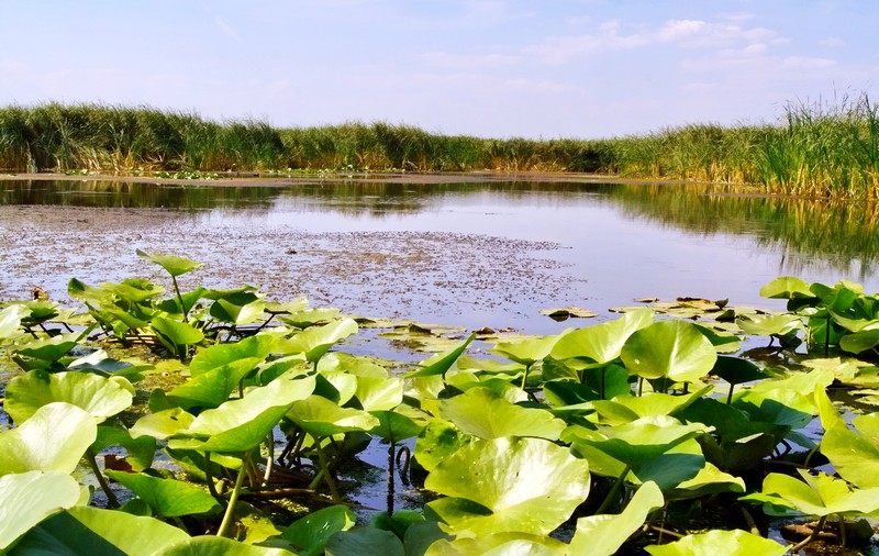 (P) Delta Dunării, destinaţie idilică de vacanţă