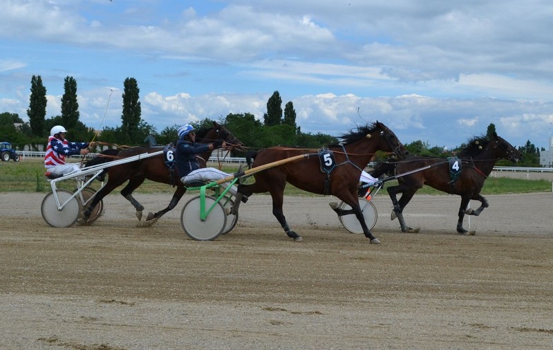 Marengo a câștigat cursa de galop pentru Pur Sânge Arab de pe hipdromul din Ploiești. Toate rezultatele