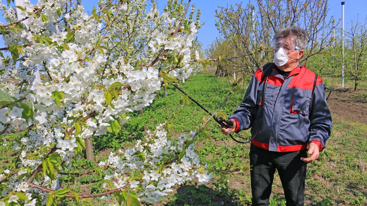 Cum pregătești pomii fructiferi primăvara pentru a fi roditori - Imagine cu un bărbat care stropeşte pomi fructiferi înfloriţi contra bolilor şi dăunătorilor