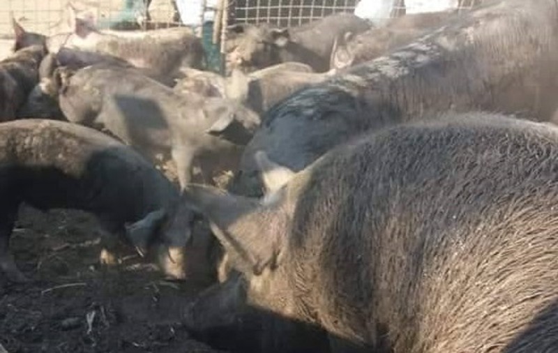 Nou focar de pestă porcină în satul Rogojeni din Galați. Toți porcii vor fi eutanasiați