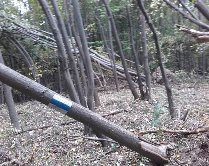 Traseele turistice din vestul Munților Zărandului, blocate parțial de arborii doborâți de vijelii