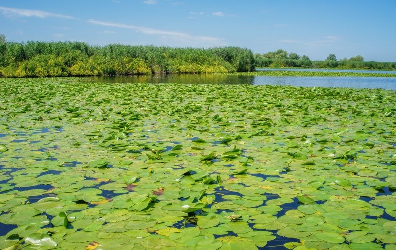 (P) Plătește 1 și merg 2, în Delta Dunării!