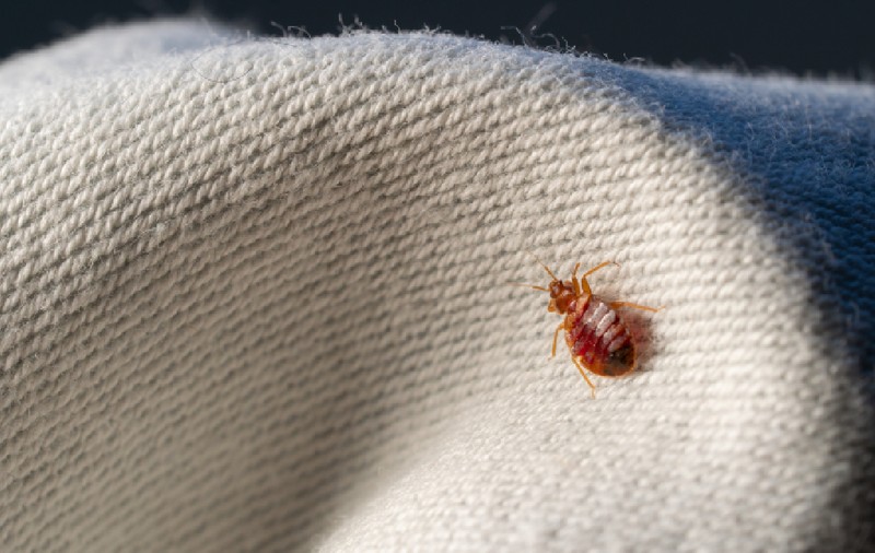 Inamicul neașteptat al ploșnițelor de pat: a fost descoperit accidental singurul lucru care pune insectele pe fugă