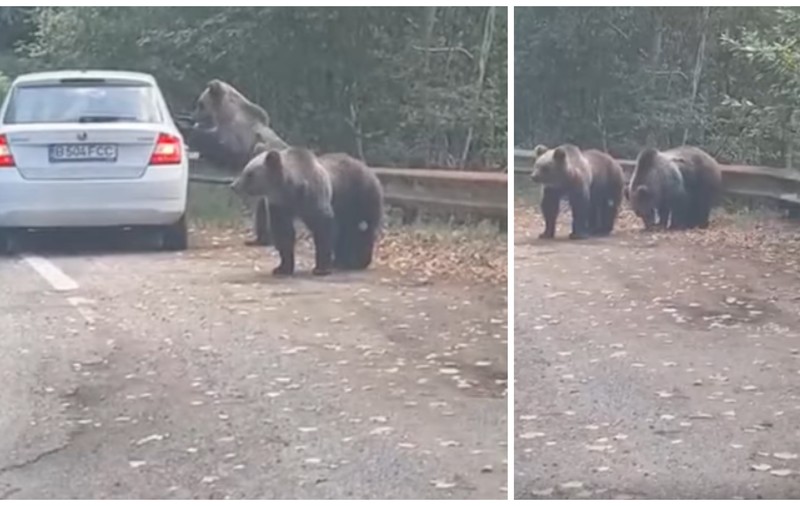 VIDEO. Gest inconștient făcut de o femeie, pe Transfărășan. Atacată de urs, după ce a ieșit pe geamul mașinii